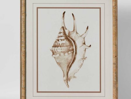 Conch Shell Wall Art B by Florabelle Online Hot Sale