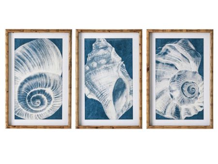 Elouera Vintage Shells Wall Art Set Of 3 by Florabelle Hot on Sale