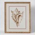 Conch Shell Wall Art A by Florabelle Cheap