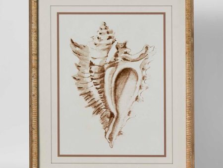 Conch Shell Wall Art A by Florabelle Cheap