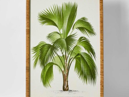 Palm Botanical Wall Art A by Florabelle Online now