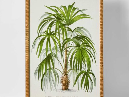 Palm Botanical Wall Art B by Florabelle For Cheap