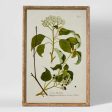 Greenhouse Botanical Wall Art A by Florabelle Discount