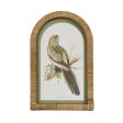 Parrots In Arches Wall Art Set Of 4 by Florabelle Online Sale