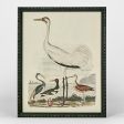 Graceful Cranes Wall Art C by Florabelle For Cheap