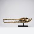 Sooka Extra Large polished bronze Gharial Skull Online Hot Sale