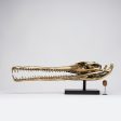 Sooka Extra Large polished bronze Gharial Skull Online Hot Sale