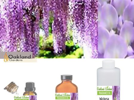 Wisteria Fragrance Oil Online Hot Sale