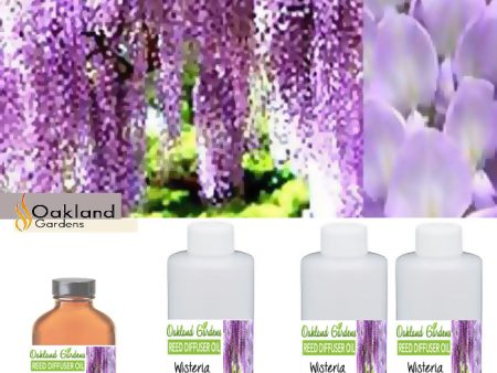 Wisteria Reed Oil For Sale